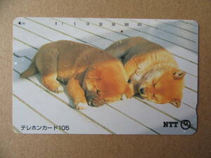 テレホンカード　「子犬」　１０５度数　中古　使用中品