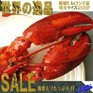 【3本】「特大ボイル オマール」パーティーの主役に世界の逸品を