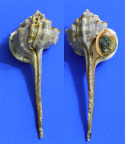 貝の標本 Haustellum vicdani 88.5mm.w/o.