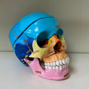 【送料無料】頭骨の模型　人骨　医学用・人体デッサンの勉強用