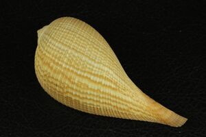 オオビワガイ　107.6㎜ 　貝標本　貝殻