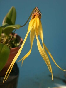 T♪洋蘭　Bulbophyllum thiurum 　 洋ラン