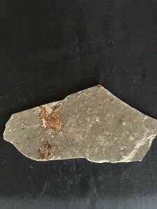 魚の化石　観賞石 希少 化石 標本