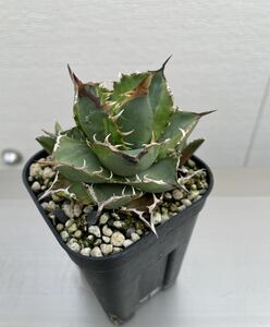 鉢のまま発送 斑入り チタノタ ノーネーム アガベ チタノタ agave 検索用清櫻 大白鯊 悪魔SAD 白犀牛 スナグルトゥース ハデス オアハカ 