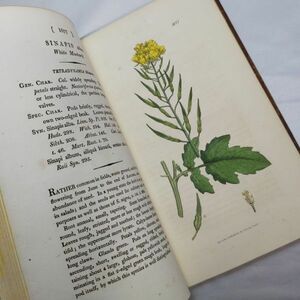 英国手彩色植物図譜全72葉★サワビィ『イングリッシュ・ボタニー』第24巻 1807年刊初版