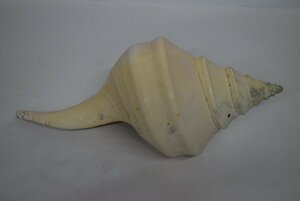 ☆全長(約)54cm アラフラオオニシ貝（約3.3Kg） 大きな貝殻 巻貝 置物　法螺貝　ホラ貝★9322
