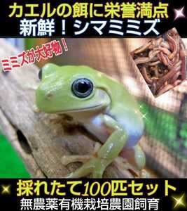 カエルの餌に！新鮮！採れたて直送！シマミミズ100匹セット☆栄養満点！良く食べます！爬虫類の餌、亀の餌、観賞魚の餌、釣りの餌にも！