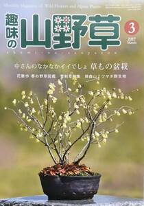 1171　趣味の山野草 2017年 3月号 春の野草図鑑　雪割草特集　　草もの盆栽