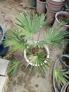 即決　超耐寒ヤシ トウジュロ（Trachycarpus wagnerianus）唐棕櫚　発送可能！！自宅まで引き取りも可能！さいたま市　①