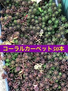 コーラルカーペット　50本　多肉植物