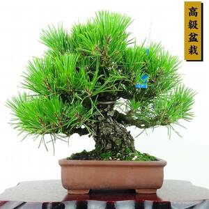 盆栽 松 黒松 樹高 20cm くろまつ 高級盆栽 Pinus thunbergii クロマツ マツ科 常緑針葉樹 観賞用 小品 現品