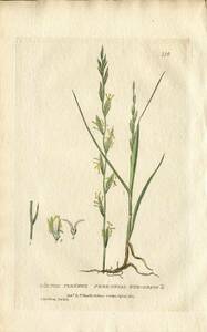 1835年 Baxter 手彩色 銅版画 イネ科 ドクムギ属 ホソムギ Lolium Perenne