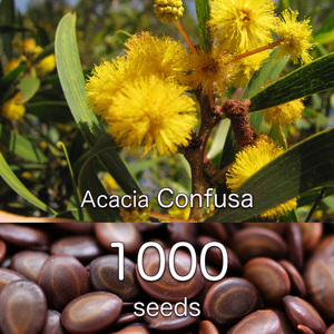 Acacia Confusa 種子 1000粒+ アカシア・コンフサ 相思樹 台湾アカシア