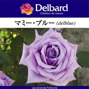 送料無料　マミー ブルー　新苗4号鉢　　鉢植え バラ 薔薇 デルバール フレンチローズ マミーブルー