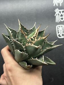 【輝泊園】多肉植物　アガベ チタノタ　海王 強棘 超良型株　特選 MAXAGAVE 珍しい　超大株　親株　6