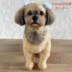 tome3335様　オーダー専用　羊毛フェルト　犬　ミックス　シーズー　プードル