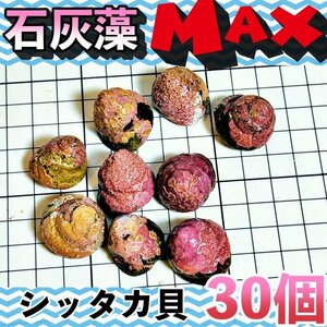 【30個＋α】シッタカ貝　石灰藻MAX type　数量限定　兵庫県産　海水　コケ取り貝　コケトリ貝