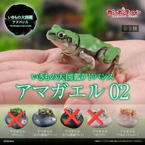 いきもの大図鑑アドバンス アマガエル02 まだら模様グリーン アルビノイエロー ガシャ ガシャガシャ ガシャポン オンライン バンダイ