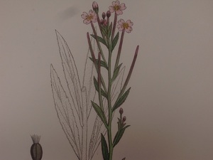 英English botanity植物画アンティークボタニカルプリントSowerby(ジェームス・サワビー)アカバナ属