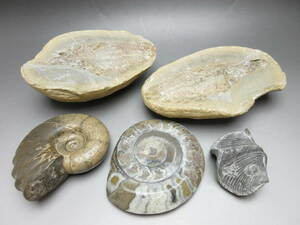 R 60212 ◇◇ アンモナイト 魚 二枚貝 化石 色々 まとめて ◇◇