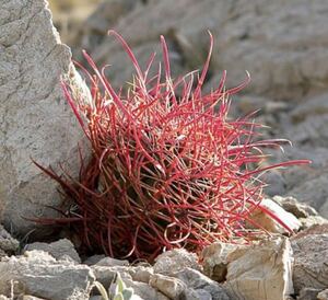 フェロカクタス 金冠竜 Ferocactus chrysacahthus 新鮮種子 25粒 採取2023.2 送料無料 郵便4種で発送