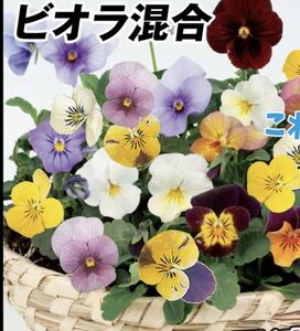 ビオラ混合10粒と2種類の植物の種のおまけ付き！