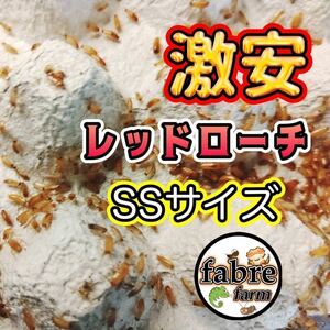 SSサイズ 700匹＋30% (保証込み)激安レッドローチ 送料無料