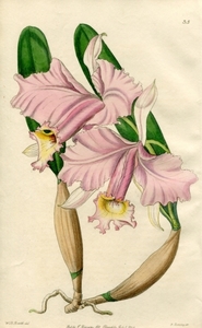 1846年 手彩色 銅版画 Edwards