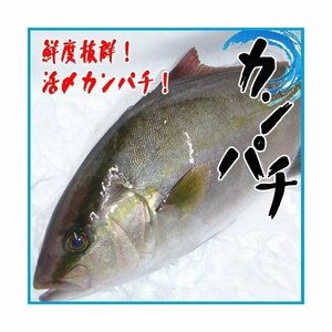 活〆カンパチ 1尾 1kg前後 かんぱち