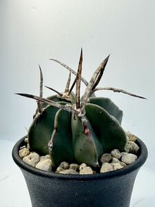 アストロフィツム 大鳳玉 Astrophytum capricorne v. crassispinum 選抜実生株 良株 抜き苗は送料込 水牛ランポー 兜 太刺