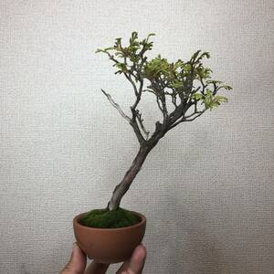 ギリ　小品盆栽　ヒノキ　樹齢20年前後　実生　【配送無料】
