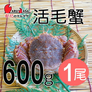 【かにのマルマサ】北海道産 特大 活毛ガニ600g 1尾セット