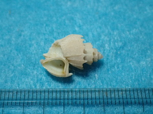 貝の標本・貝殻：イトカケオリイレボラ