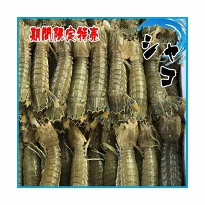 期間限定特売　シャコ １kg（約15～20匹入り）