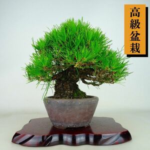 盆栽 松 黒松 樹高 約23cm くろまつ 高級盆栽 Pinus thunbergii クロマツ マツ科 常緑針葉樹 観賞用 現品