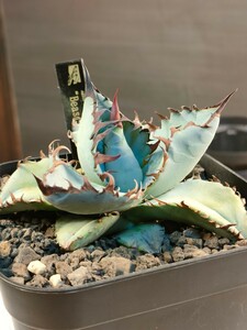 【hiiro】鉢ごと 稀少 アガベ ビースト 子株 agave titanota BEAST（検 チタノタ オテロイ ロイヤル ブルー 発根済