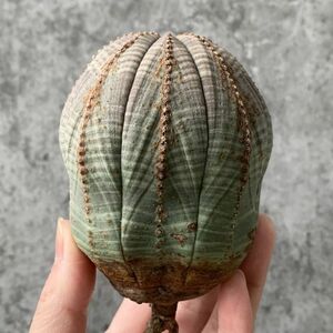 【B5410】SS級巨大8.5㎝！！【極上特選大株！！】ユーフォルビア オベサ Euphorbia obesa ( 検索 アガベ 多肉植物 )