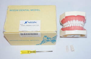 NISSIN 歯周病 歯科 模型 歯周外科 顎模型 歯科衛生士 ニッシン スケーリング スケーラー SRP 歯石 マネキン 超音波 ペリオ 舌 2