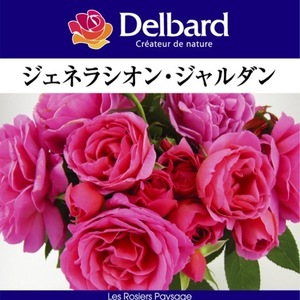 送料無料　ジェネラシオン ジャルダン　新苗4号鉢　　鉢植え バラ 薔薇 デルバール フレンチローズ