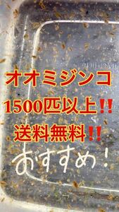 オオミジンコ1500匹以上！ 送料無料！ 1円スタート！ メダカの産卵数を上げるのに最適！ よく食べます！