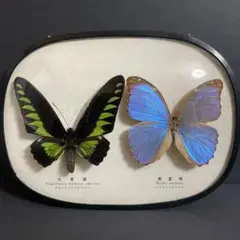 蝶々標本　アカエリトリバネアゲハ / メネラウスモルフォ