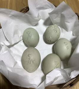 純白コールダック 食用卵 有精卵 『5個』