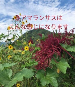 【自然農】レッドアマランサスの種　雑穀　そだてやすい　こぼれ種でも毎年開花　インテリアにも　家庭菜園　園芸　ガーデニング　花畑②