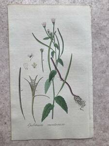 1828 年　オランダ　手彩銅版画　Epilobium montanum