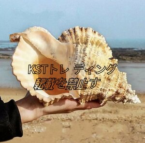 巻貝 貝殻 法螺貝 貝 海 飾 約22-24cm ビッグ り オーナメント おしゃれ クリエイティブ インテリア オブジェ 小物 置物 雑貨 巻貝