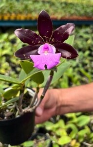 洋蘭 原種 着生蘭 野生蘭 カトレヤ C.aclandiae rubra x self ブラックタイプの最新実生輸入株