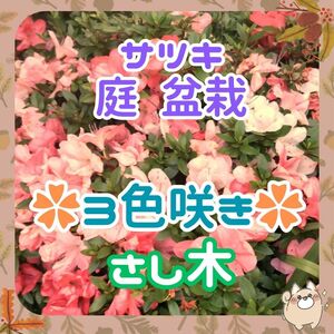 ◆3色咲(外)植木鉢で盆栽に◆サツキ皐月挿し木x5本②◆オレンジ濃淡白3種咲