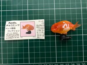 チョコエッグ　日本の動物　ランチュウ　海洋堂フィギュア　フルタ