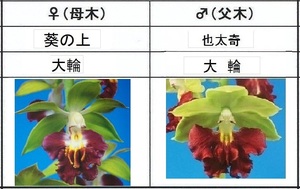 80Kえびね欄　５２８　葵の上×也太奇　来春以降初花見込苗　未開花交配苗　山野草エビネラン