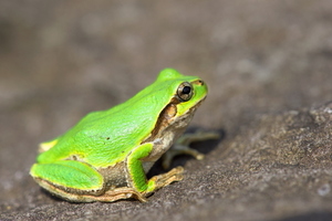 ♪♪　【冬眠から目覚めました　毎年大人気です！！】　かわいい緑色型のアマガエル3匹！!　♪♪